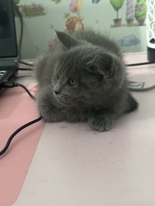 кошка страйт девочка 2 месяца