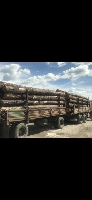 Продам: доставлю деловой кругляк сосна.диам 200-500мм.1куб.по 60тыс.тн