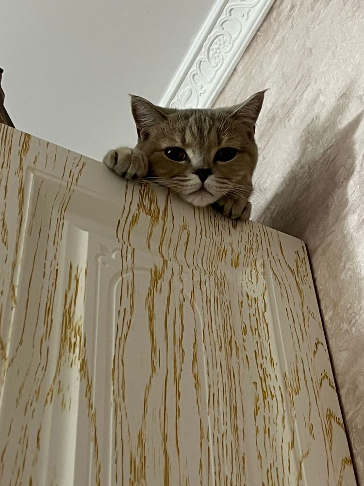 Отдам шотландскую