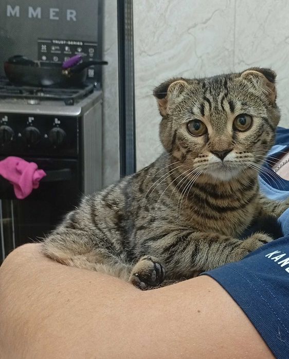 Отдам даром кошку