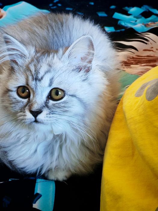 Продаётся кошка девочка