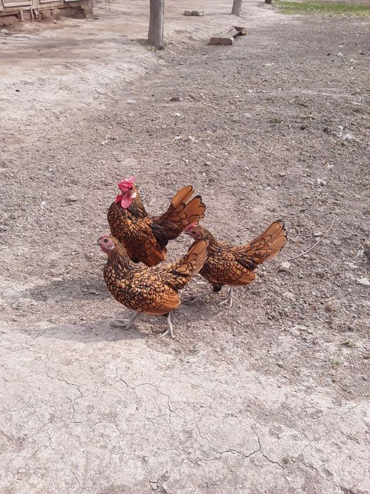 продам Золотой Себрайт японский