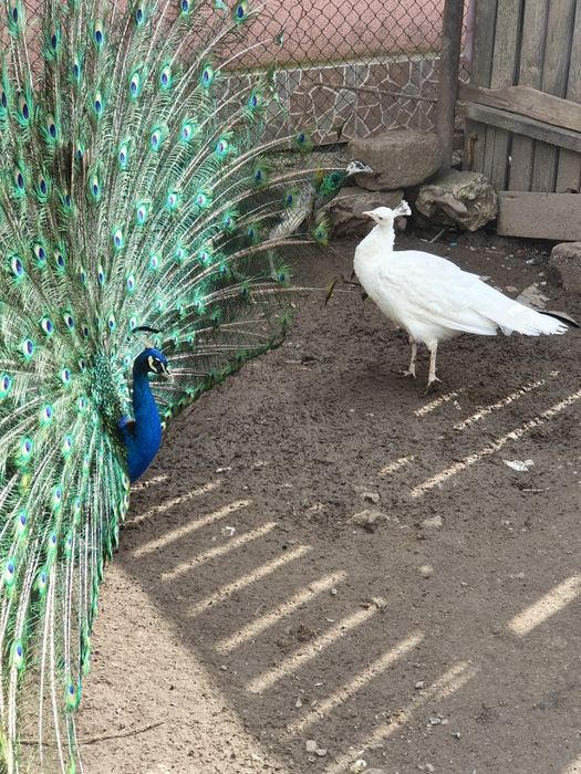 Schimb cu gaini, curci/ curcani