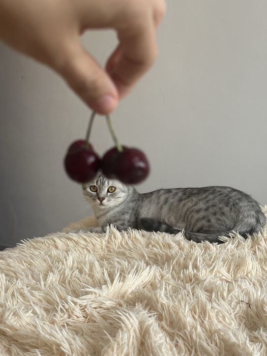 Отдам кошку даром