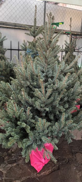 Brad de Crăciun (tăiat şi la ghiveci)