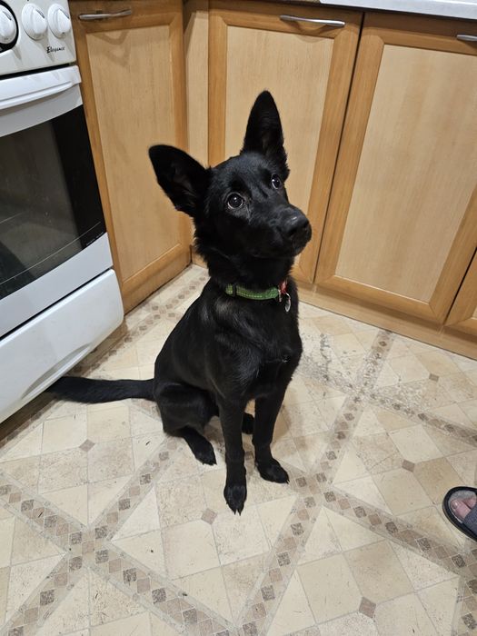 Отдаётся собака, собака ищет дом