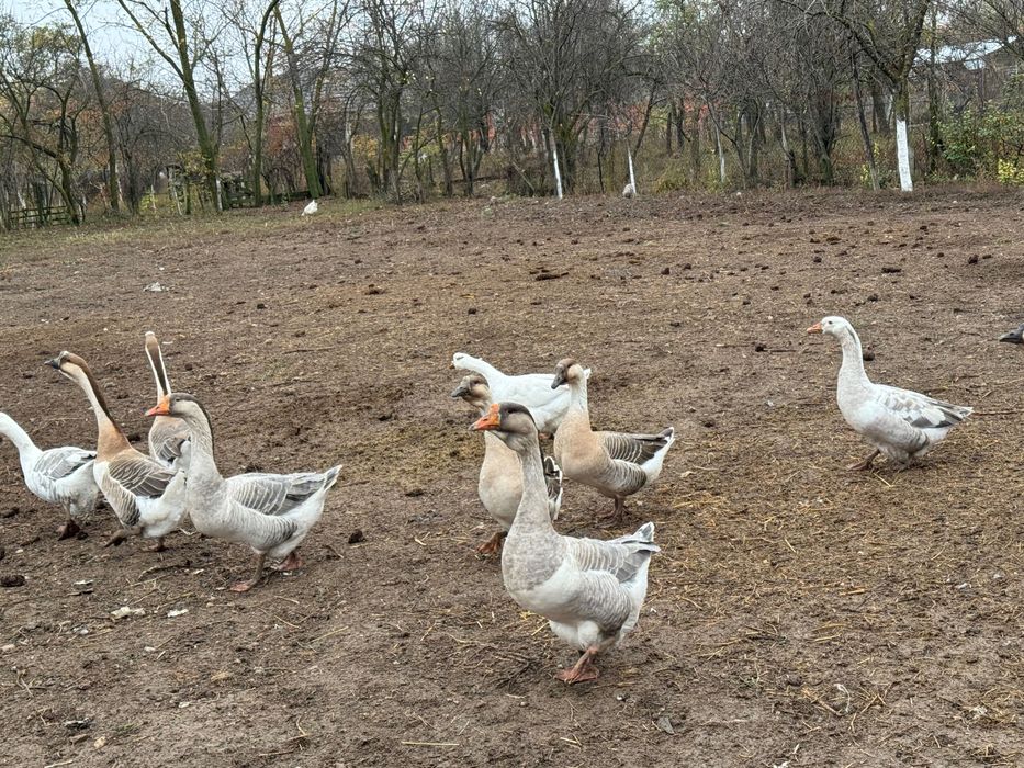 Vand gaste americane si românești