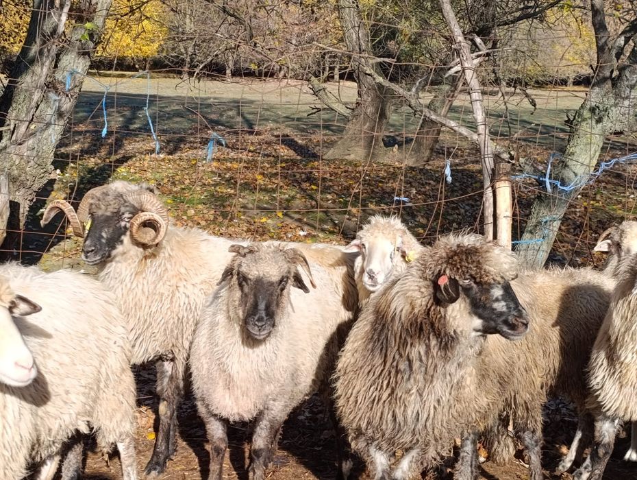 Vând oi reforme grase