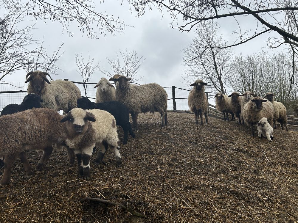 Vand oi avas și țurcane
