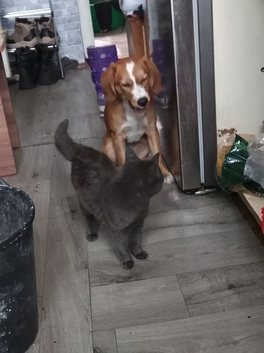 Срочно в добрые руки!!