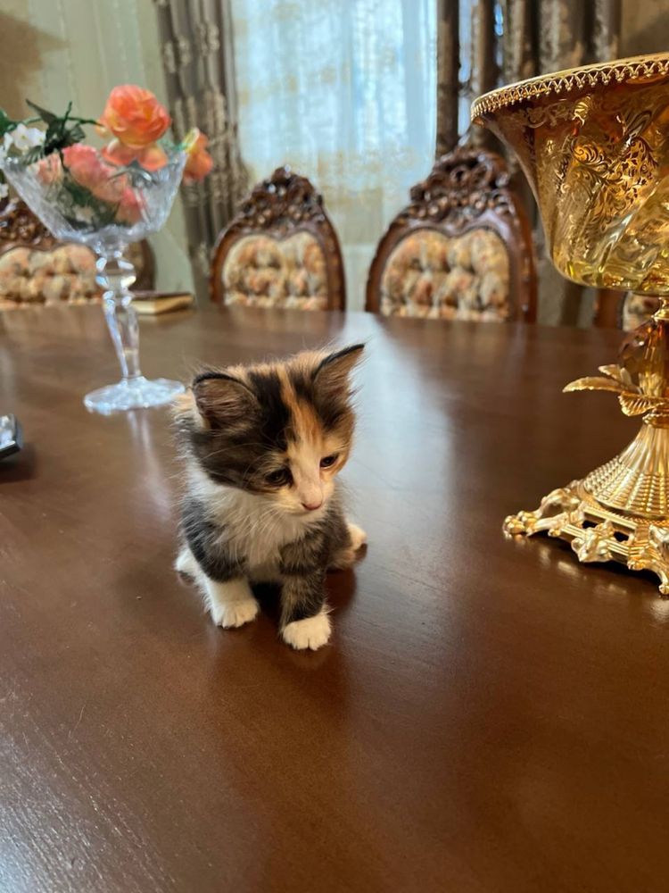 Котята отдадим только в хорошие руки!
