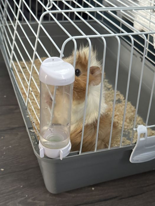 Продам морскую свинку