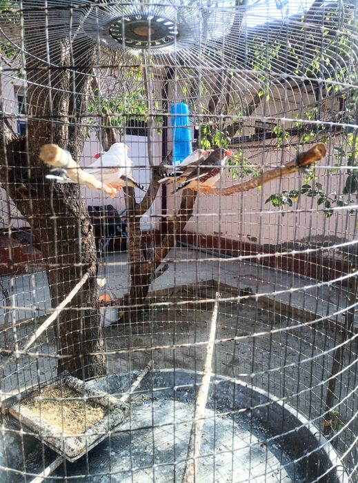 Амадинка кушлари