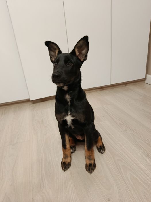 Отдам овчарку в хорошую семью