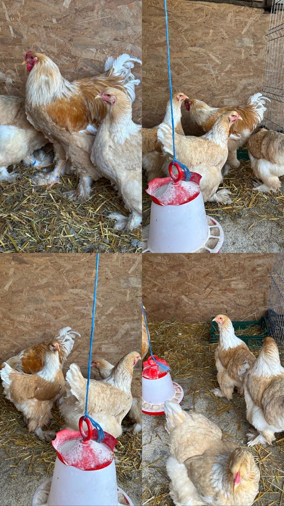 Disponibile oua de brahma