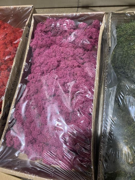 licheni si muschi naturali