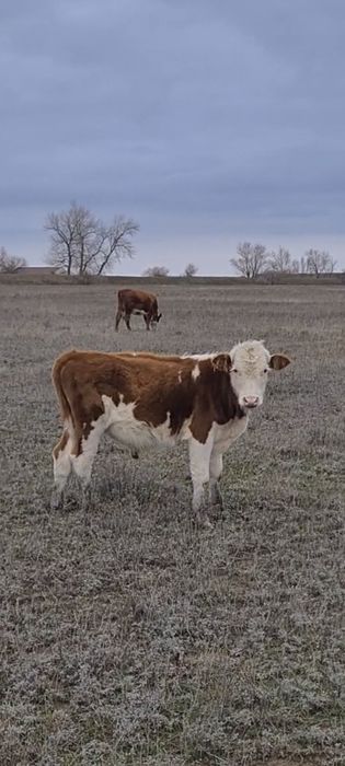 Еркек баспақ сатылады