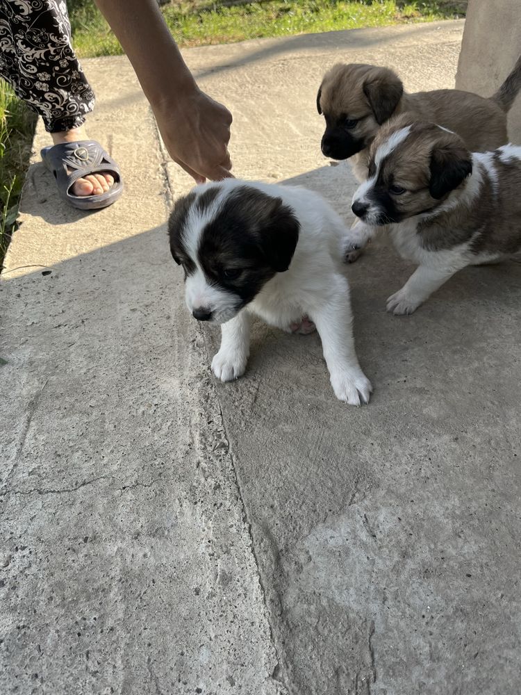 Cățeluși pentru adopție
