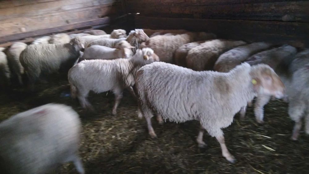 Oi si berbeci de vanzare