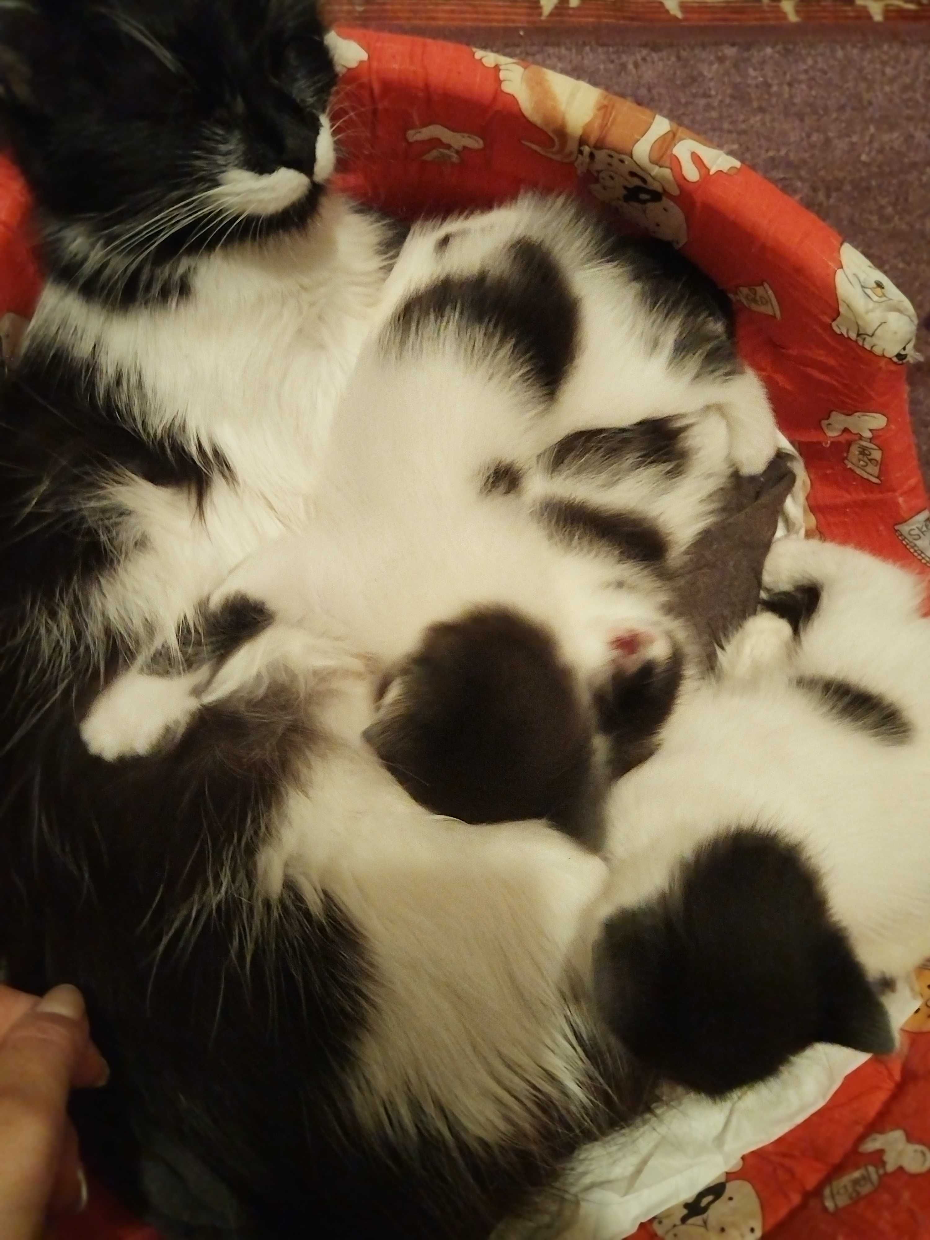 Подарявам котенца