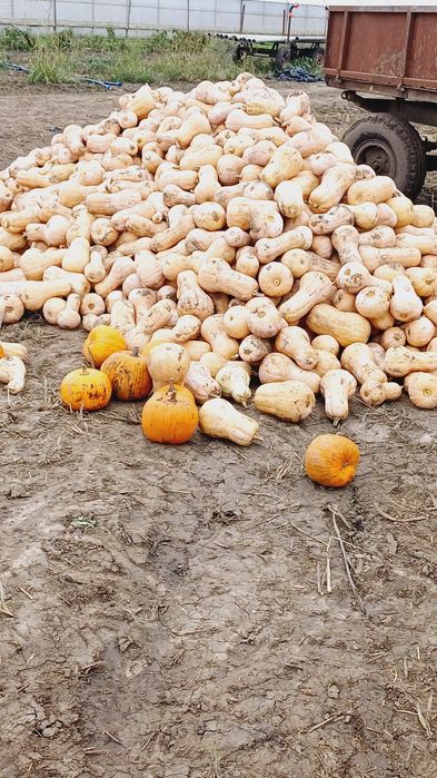 Placintari de vinzare