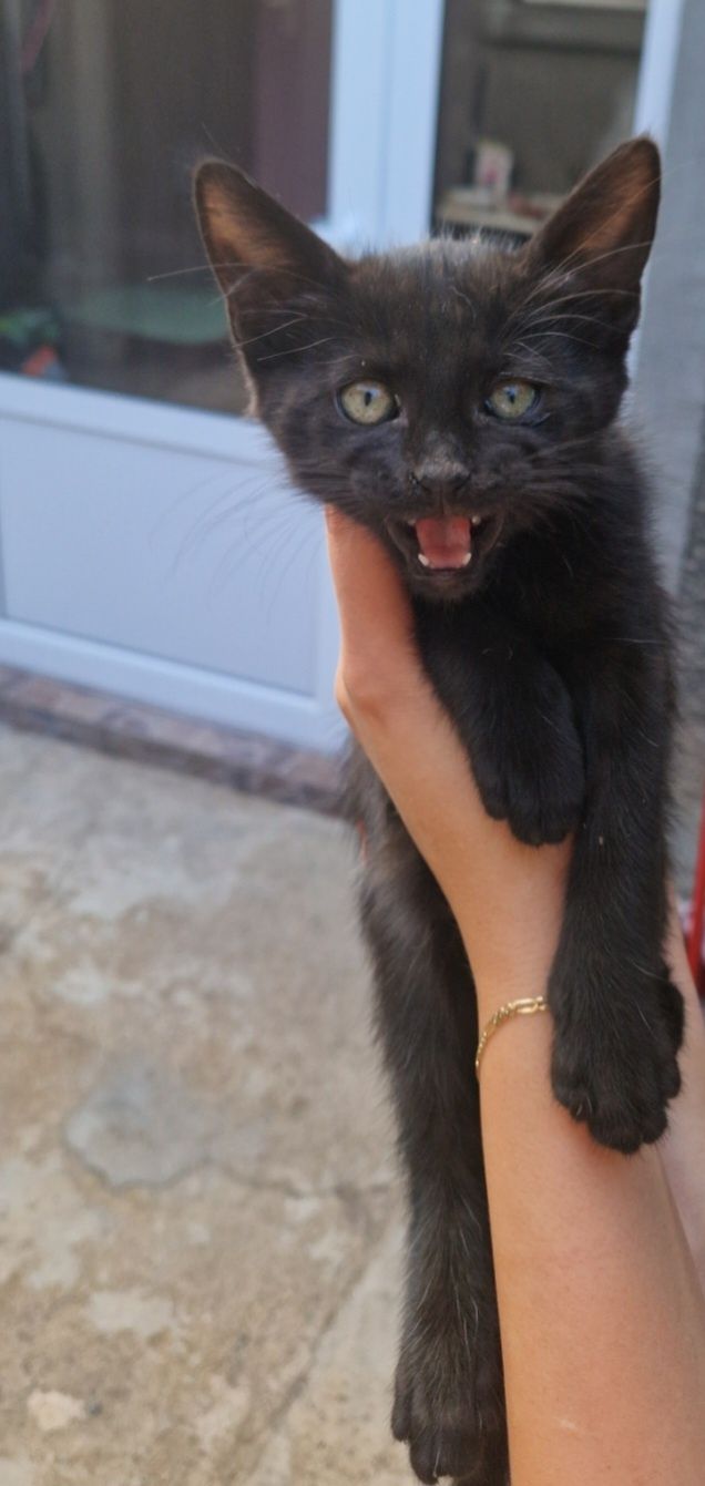 Подарава се мъжко котенце