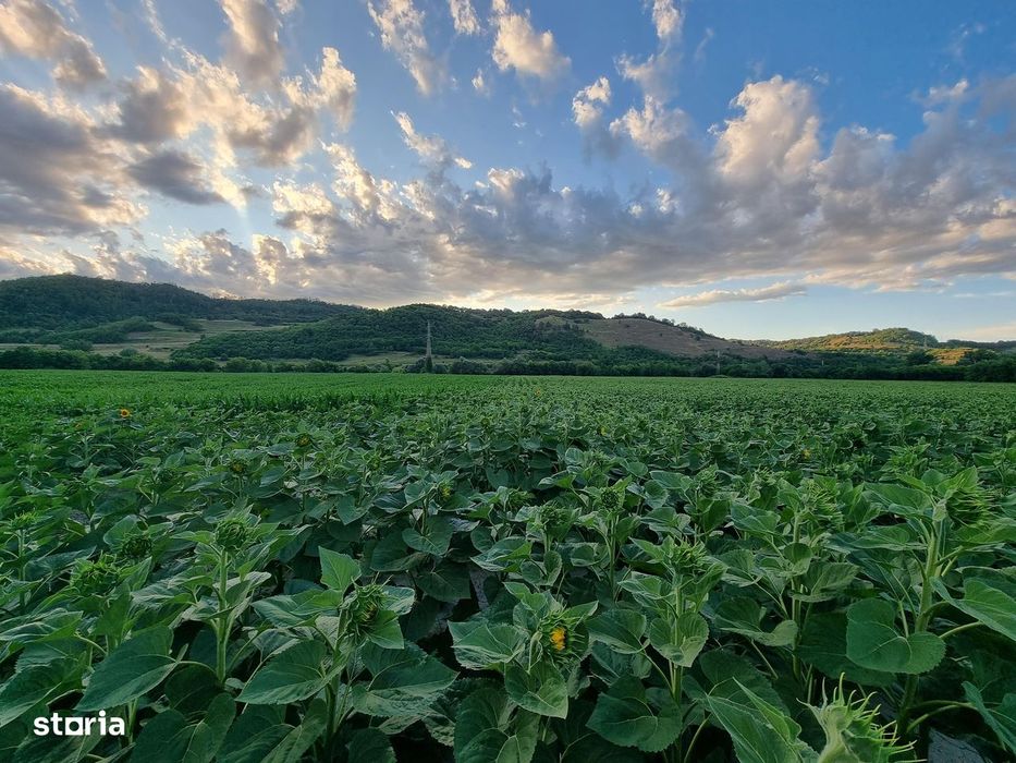 Teren pentru agricultură