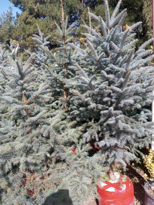 Archa gullar sotiladi