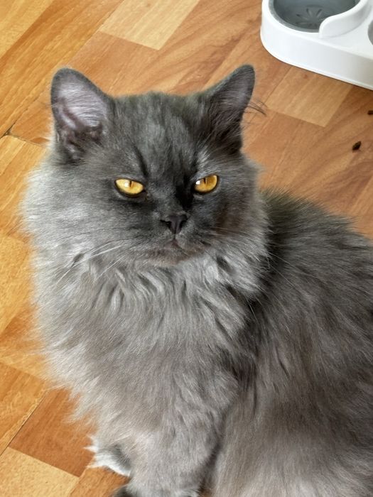 кот михайл ищет дом
