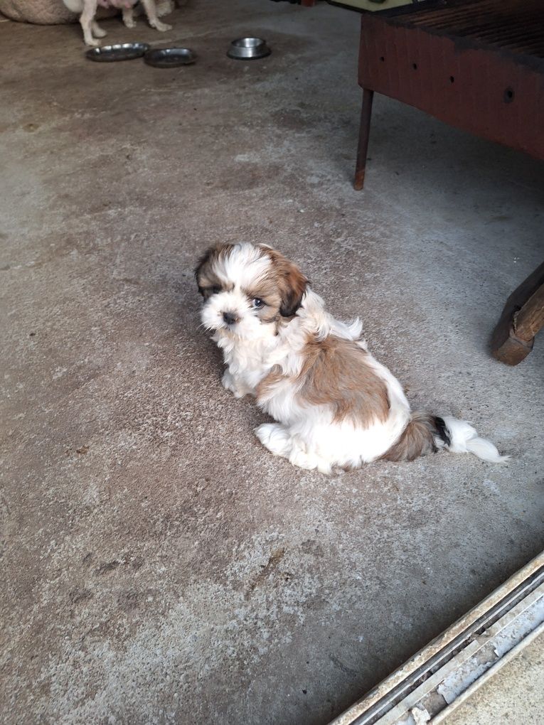 Mascul rasa shih tzu