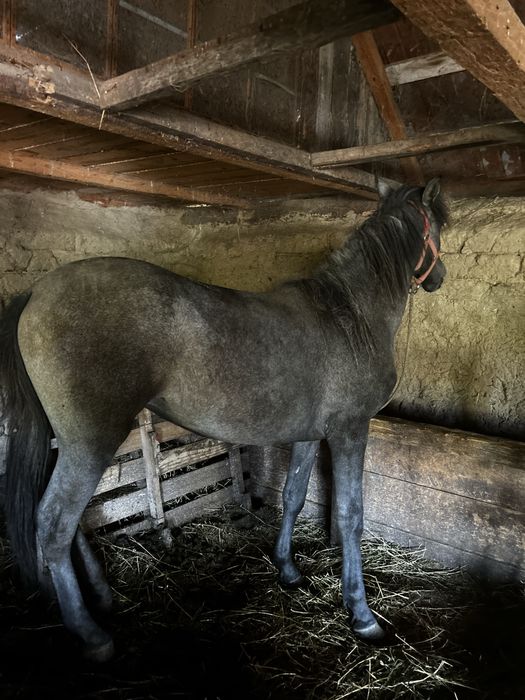 Vând manji (de preferat toti odată)