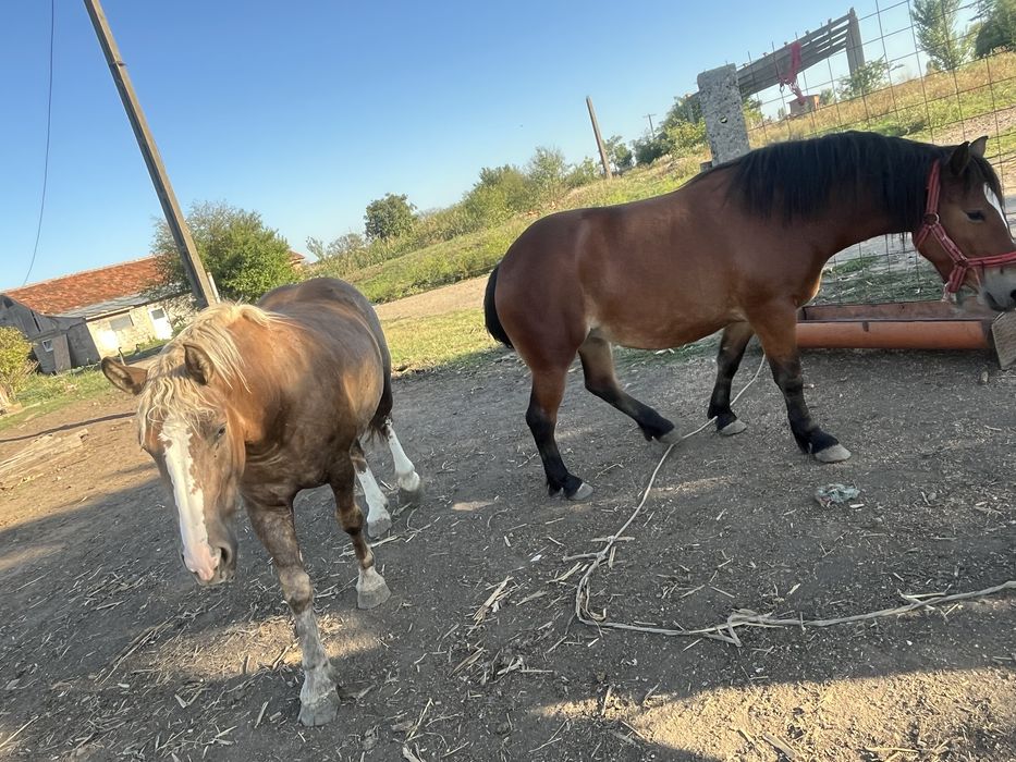 Vand 2 manze de 3 ani o iapa de 9 ani si manza se 6 luni