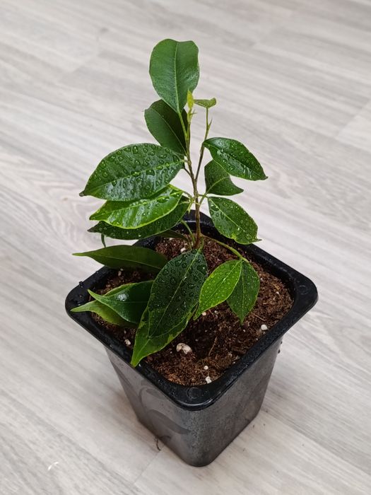 Продам домашние растения