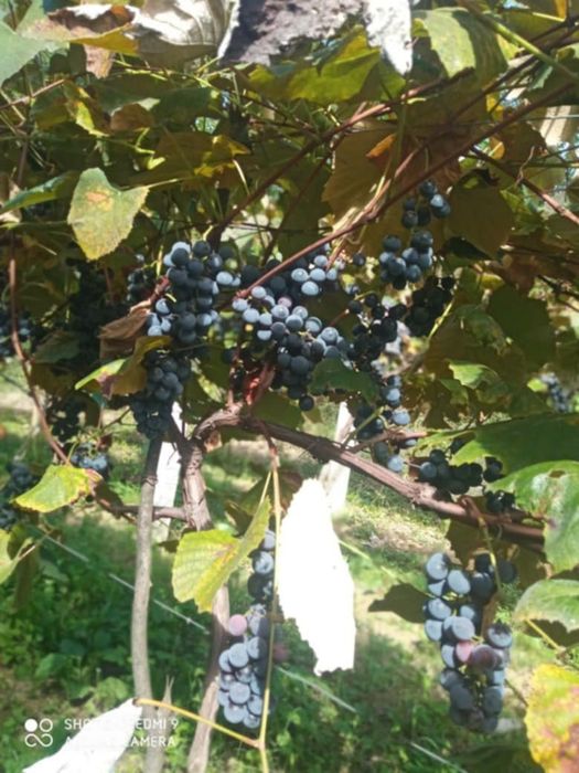 Butași viță de vie.Hibrid