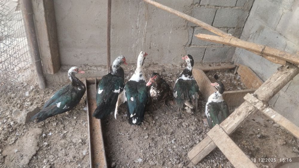 Продам индоуток Селезн