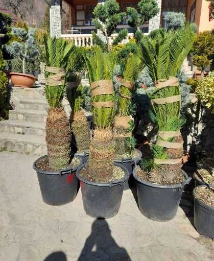 Plante Ornamentale Tuia Smaragd