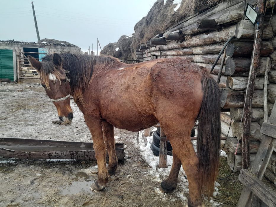 Сауынды бие сатамын