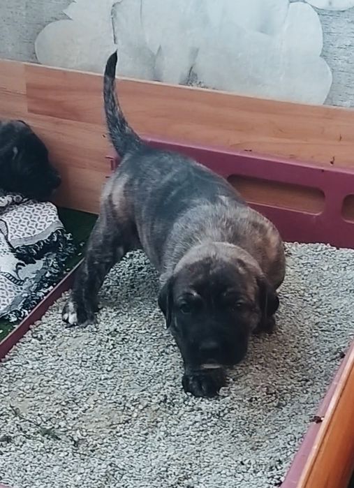 Преса Канарио Presa Canario