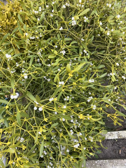 Vand vâsc calitate întai