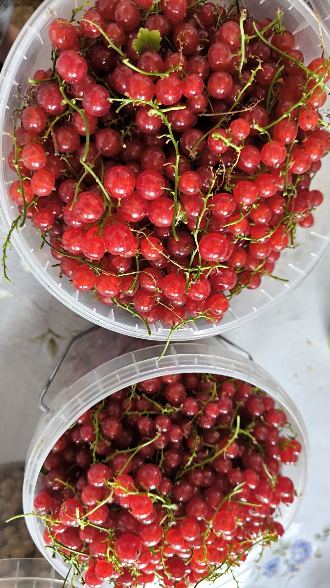Продам белую смородину