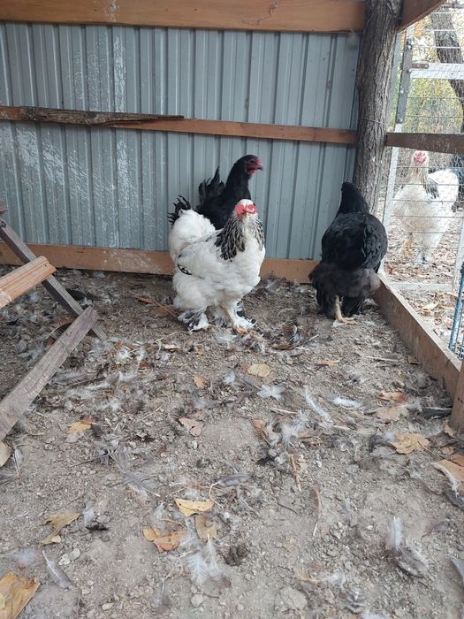 Vând cocoşi tineri  Brahman