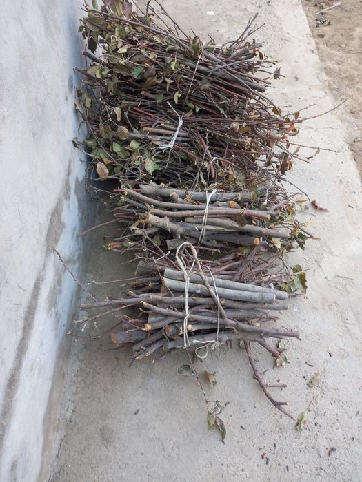 Otin bor mayda  shoxli