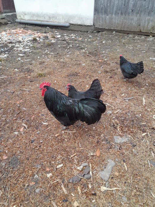 Găini australorp
