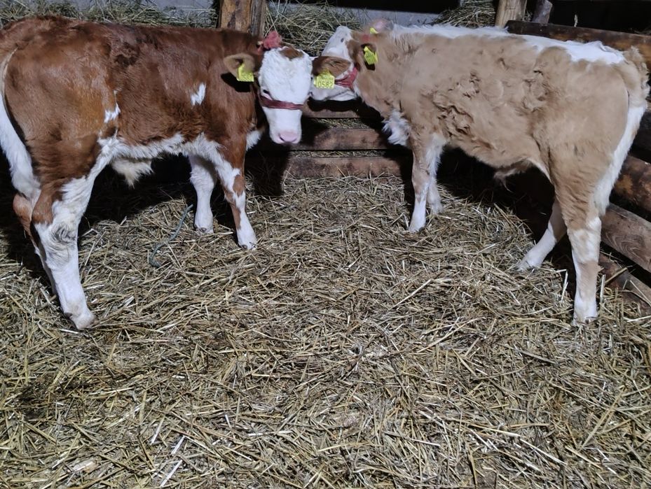 Vând tăurași bălțați