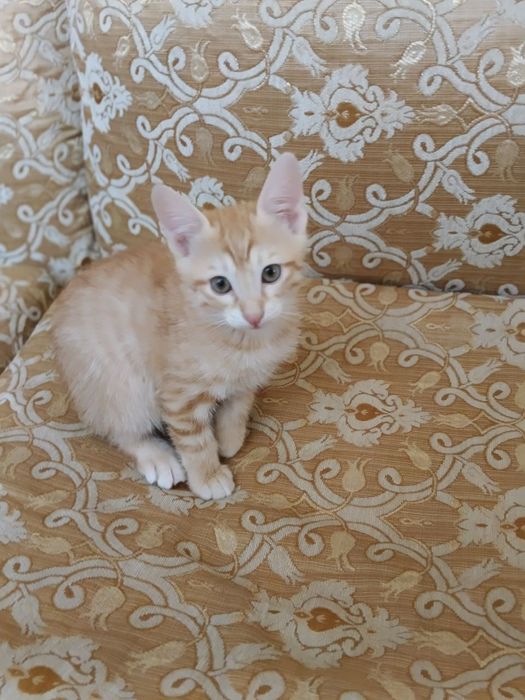 Отдам котенка в добрые руки