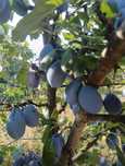 Vand prune Stanley și pere, cantitate mare