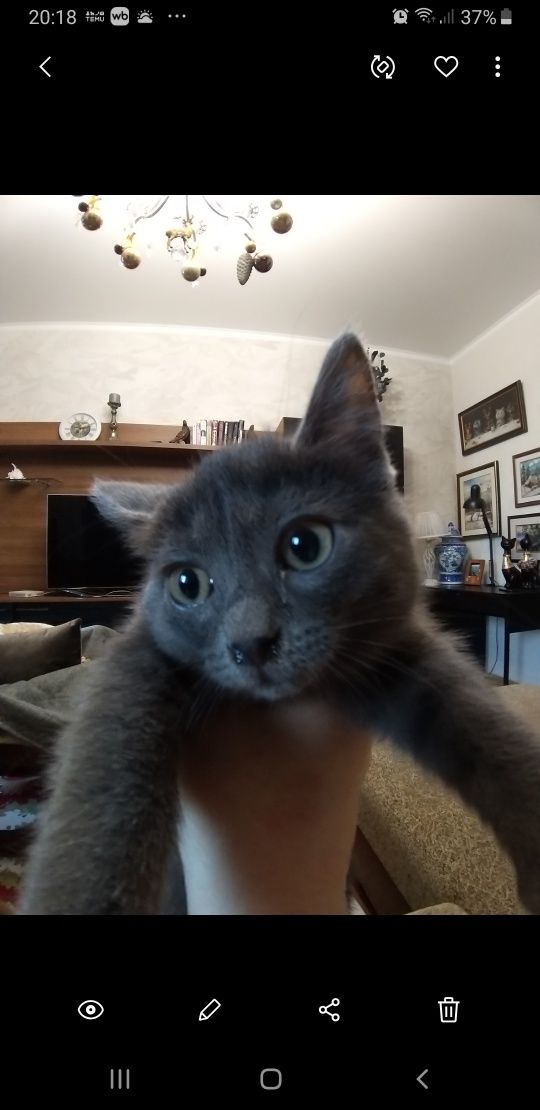 Котёнок в добрые руки