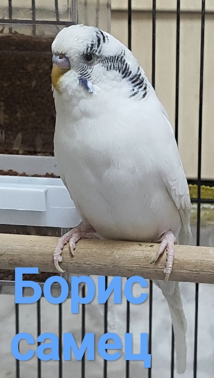 Продам волнистых попугаев
