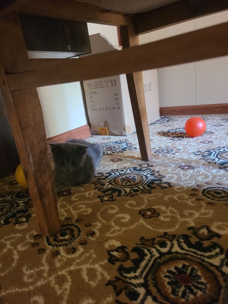 Скоттиш Страйт, Scottish Strayt