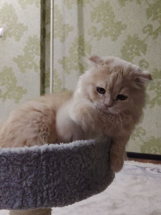 Scottish Fold Longhair mushukcha 6/7 oylik + aksessuarlar